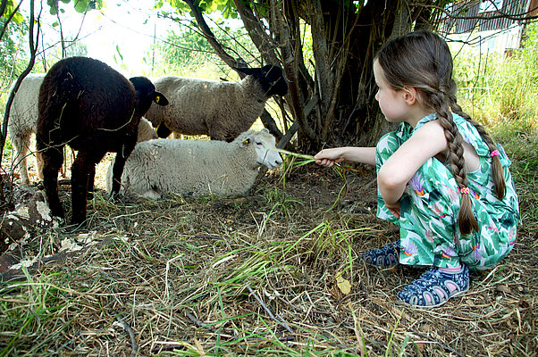 Leonore sitzt bei den fünf Schafen und gibt ihnen etwas Gras zu fressen.