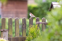 Bild zeigt einen Vogel, der auf dem Zaun sitzt
