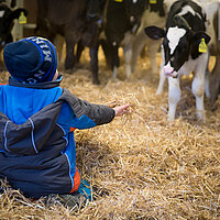 Foto zeigt eine Impression aus dem Landwirtschaftsunternehmen Agrarland Leeschen. Man sieht das Innere eines Kuhstalls, Kühe im Hintergrund. Im Vordergrund kniet ein Kind im sauberen Stroh und  streckt die Hand nach einem Kälbchen aus.