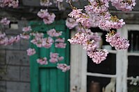 Beispielbild für Frühling: Foto zeigt rosafarbene Kirschblüten an einem Zweig