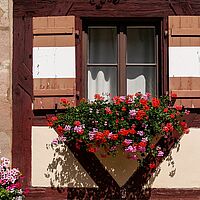 Foto zeigt Ausschnitt einer Fachwerkfassade: im Detail sind zu sehen Fenster mit Fensterläden und Blumenkasten voll blühender Geranien.