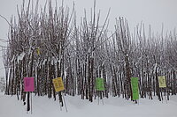 Feld mit kleinen Bäumen im Winter mit schneebedecktem Boden.